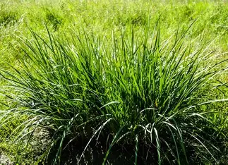 Vetiver grass supplied by Total Green Solutions
